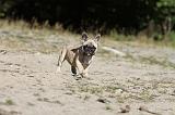 BOULEDOGUE FRANCAIS 141